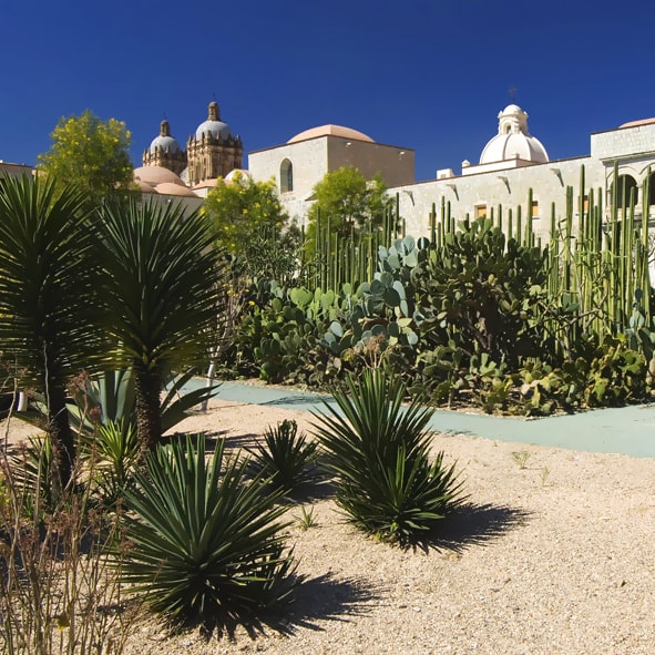 Visitar el Jardín Etnobotánico – OAXACA, DESTINOS DE MÉXICO